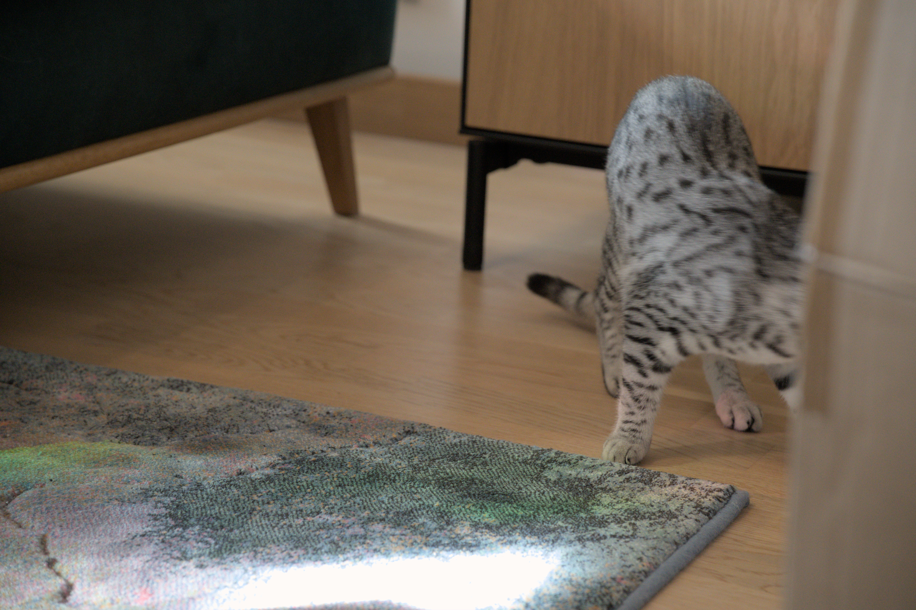 2025/10/12 - cats/DSC_0047.jpg